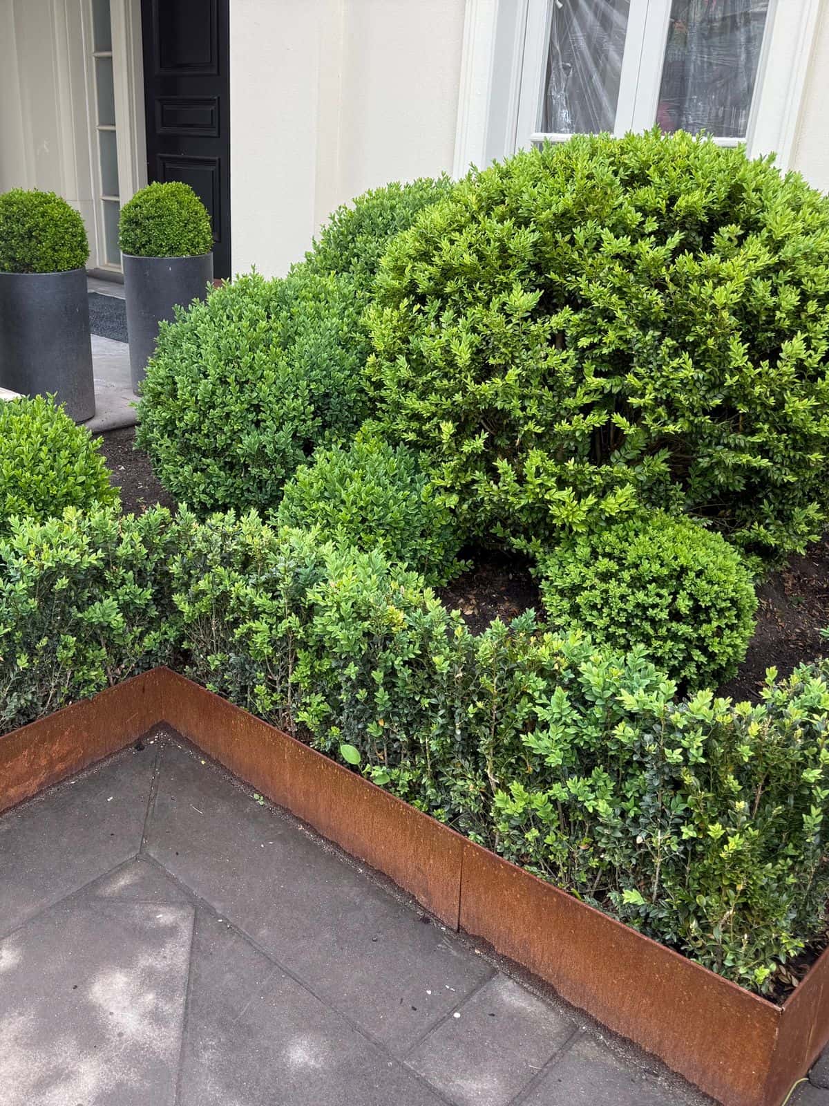 Clipped buxus hedging and topiary set in corten steel edging at a front entry