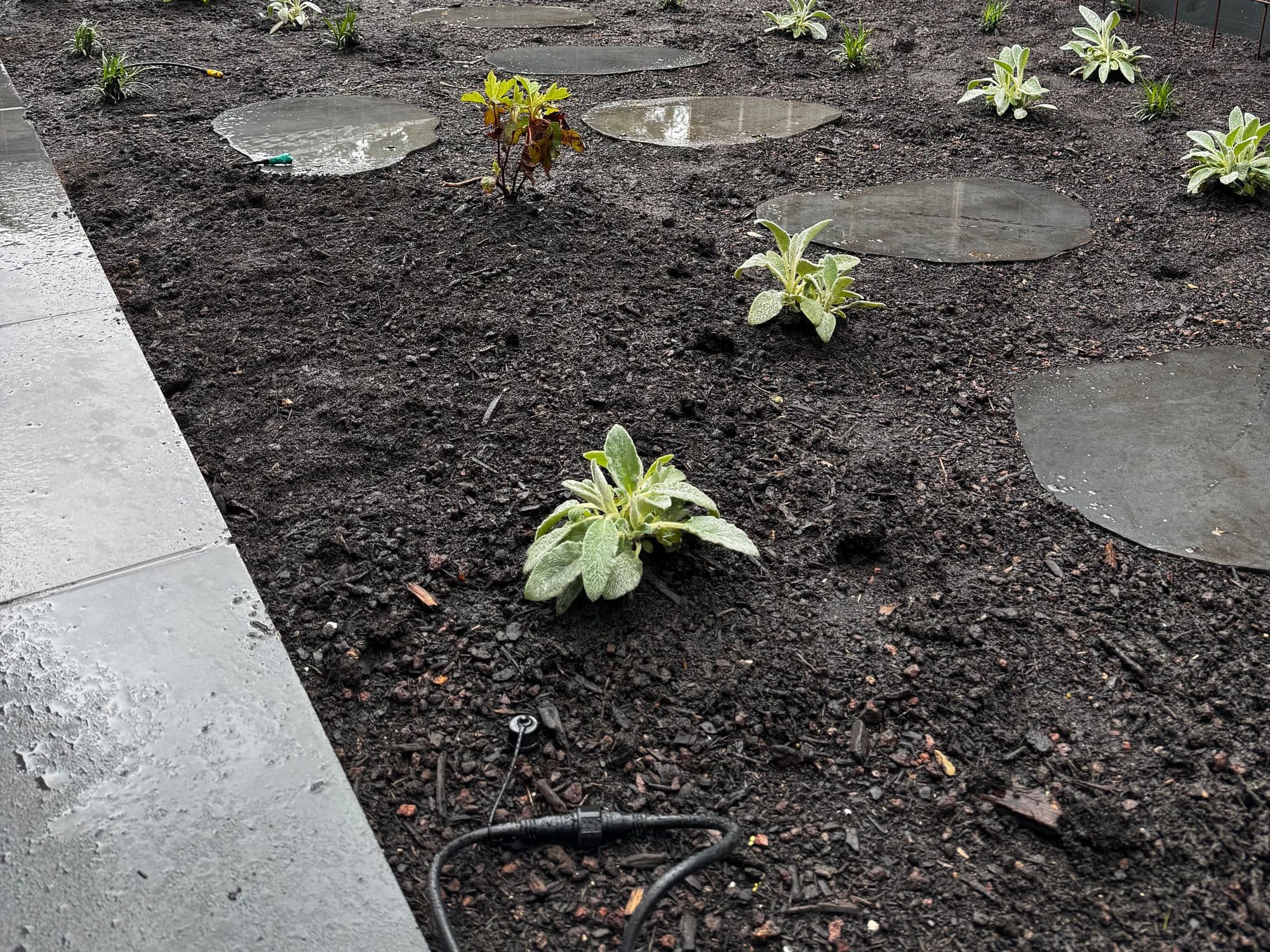 A freshly planted garden bed with stepping stones and a drip line, behind new black fences