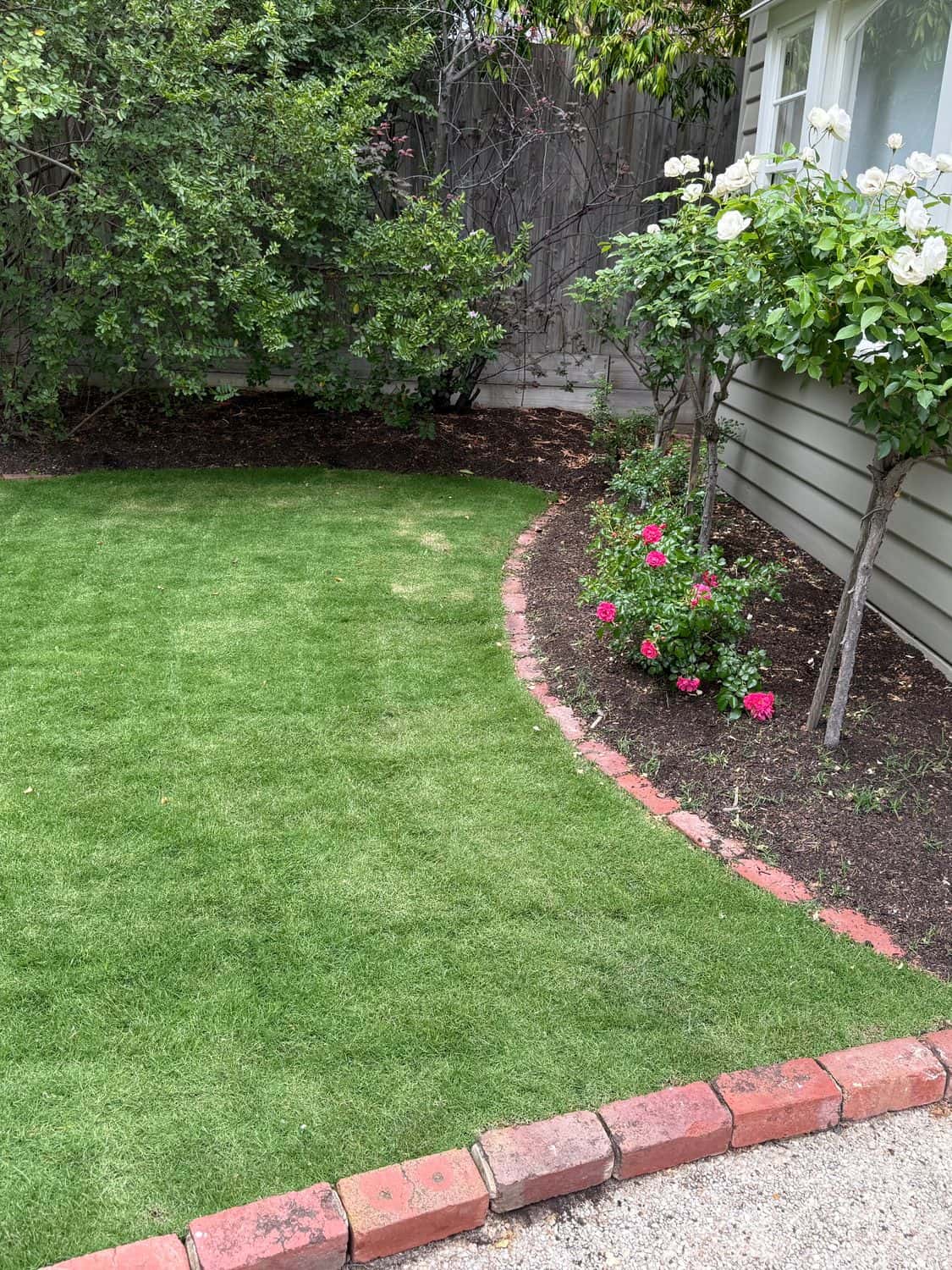 Established Sir Walter buffalo lawn curving around a recycled red brick edge and rose bed in Malvern