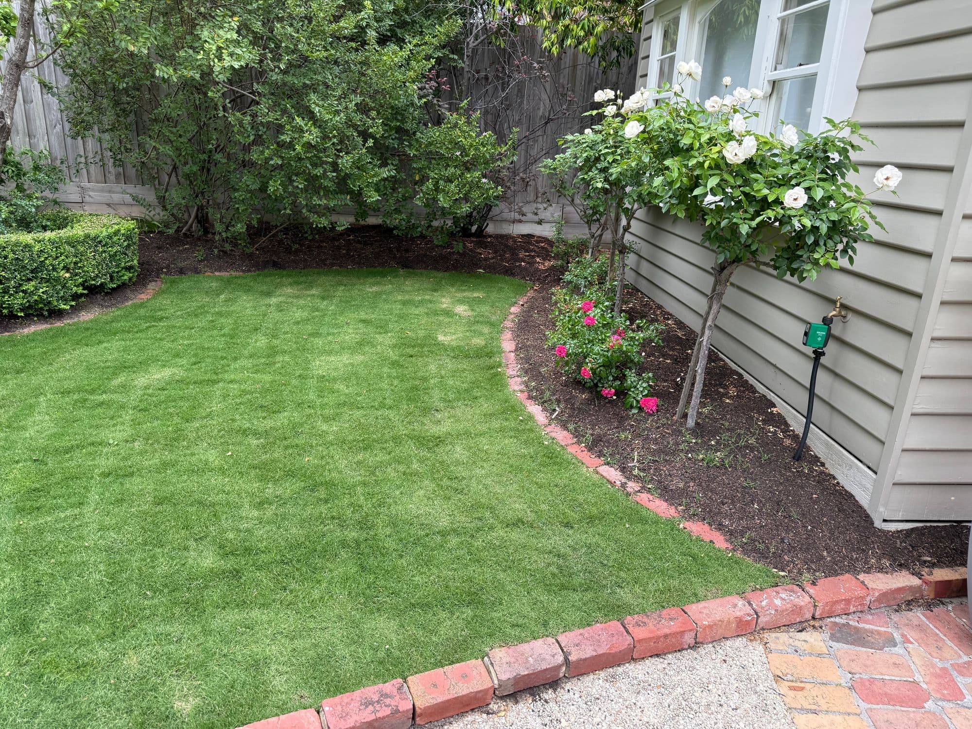 Established Sir Walter buffalo lawn curving around a recycled red brick edge and rose bed in Malvern