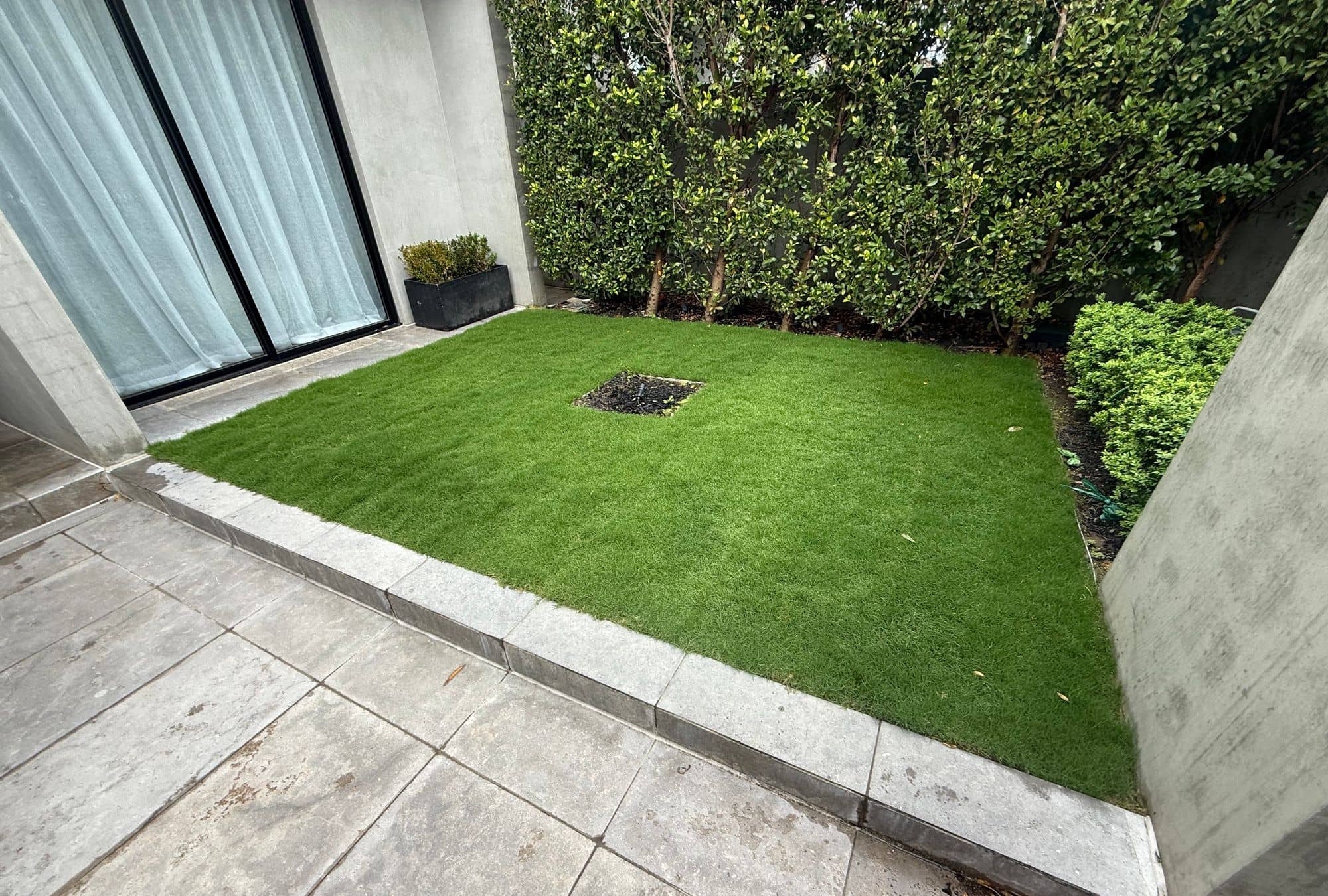 Lush Sir Walter buffalo courtyard lawn against a stone edge and hedge in Brighton
