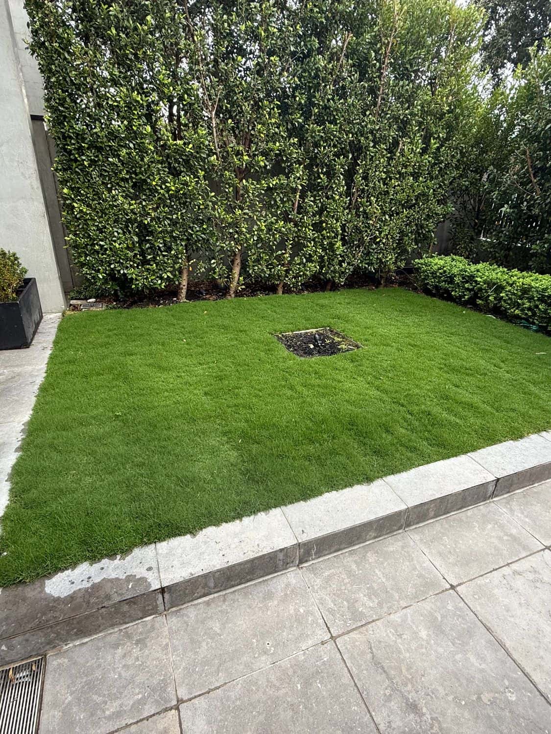 The same courtyard lawn about eight weeks after installation, thick and even