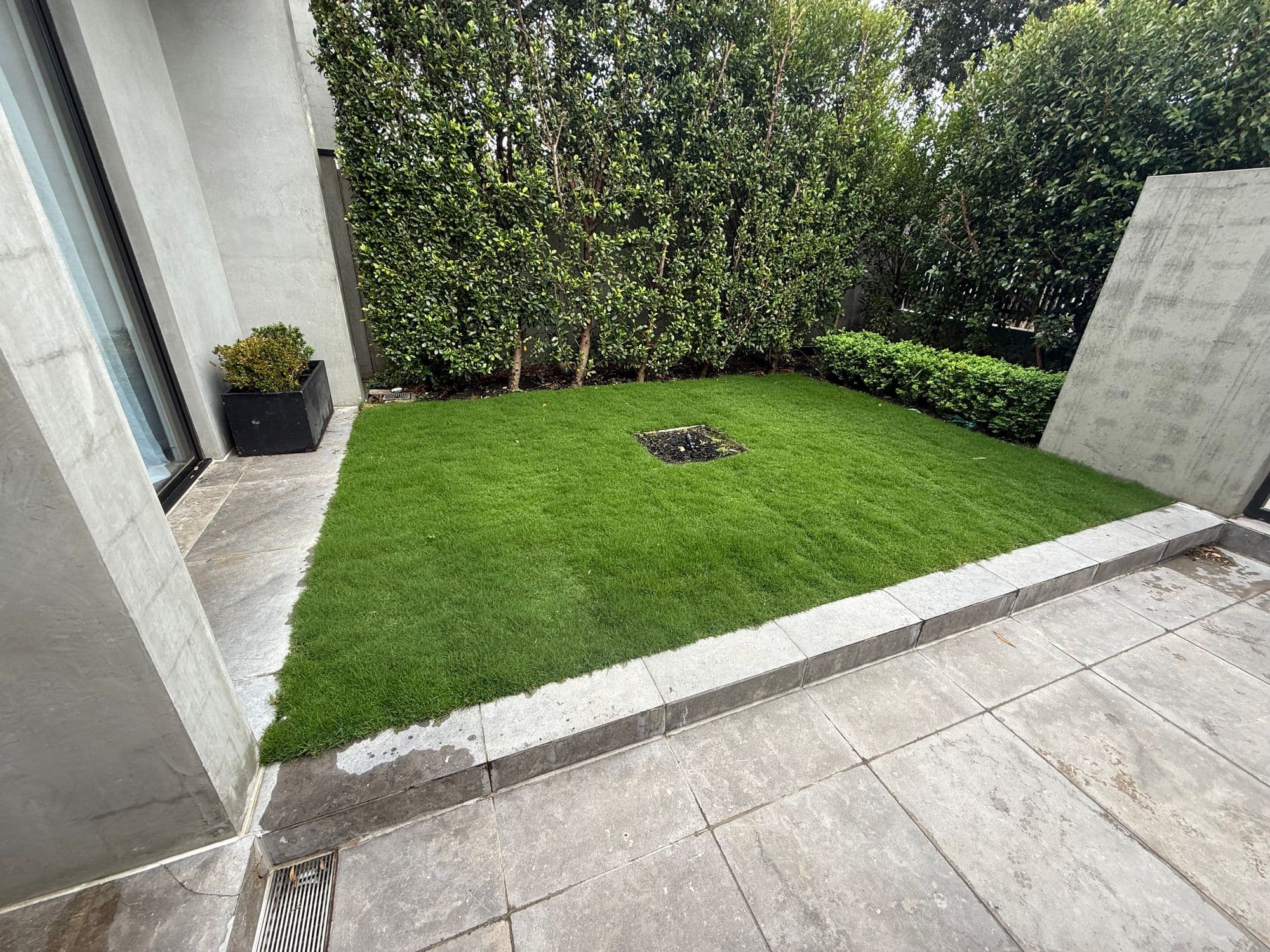 The same courtyard lawn about eight weeks after installation, thick and even