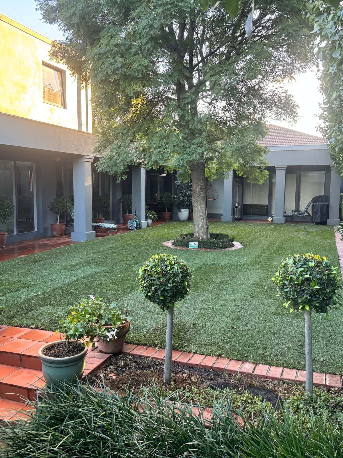 Freshly laid Sir Walter buffalo lawn with mowing stripes around a mature tree, edged in brick with standard topiary, in a Bentleigh courtyard