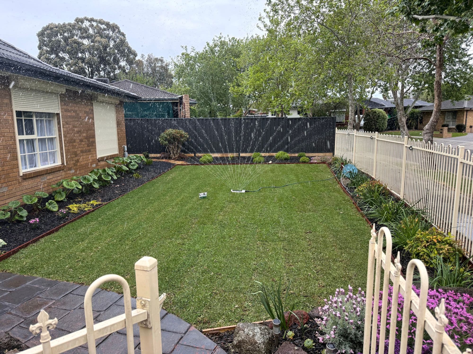 New Sir Walter buffalo lawn being watered in by a sprinkler, with steel-edged garden beds