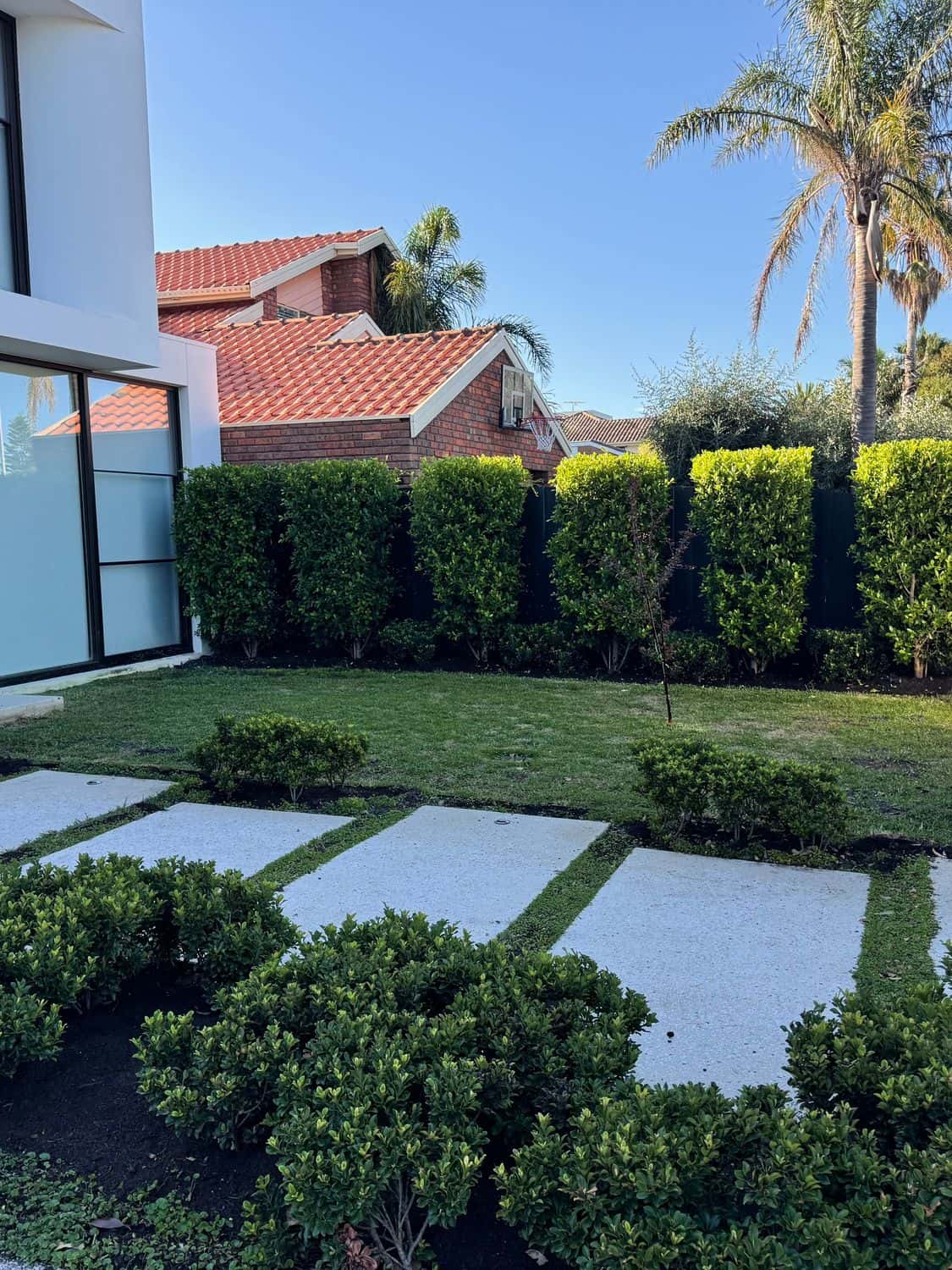 Modern front garden with hedging, stepping pavers in lawn and clipped shrubs