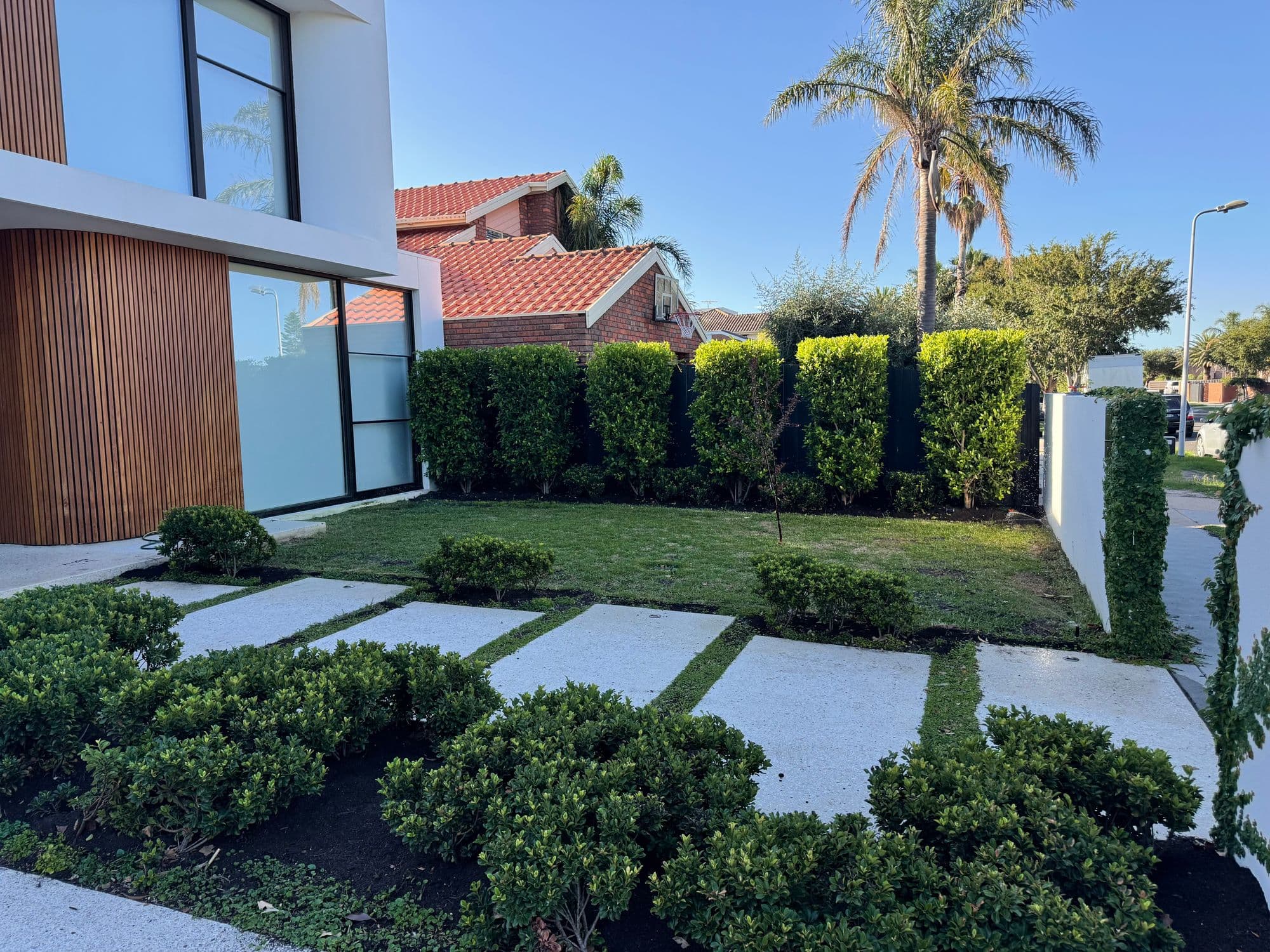 Modern front garden with hedging, stepping pavers in lawn and clipped shrubs