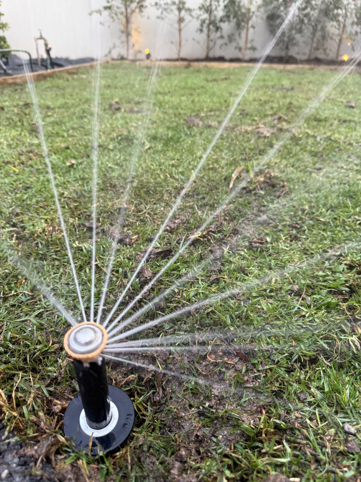 Close-up of a pop-up sprinkler spraying across a new lawn