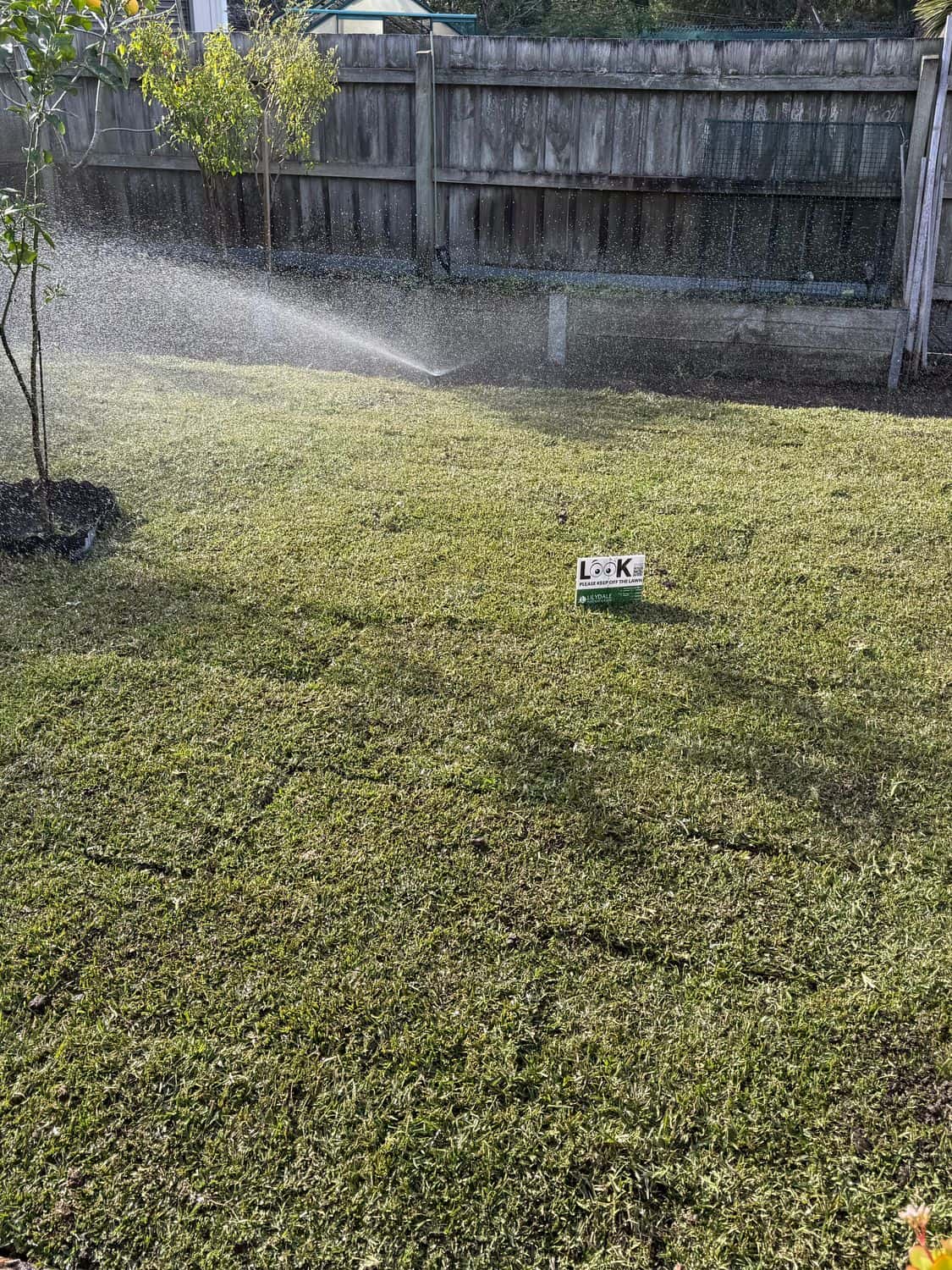 Pop-up sprinklers watering a newly laid lawn in a backyard