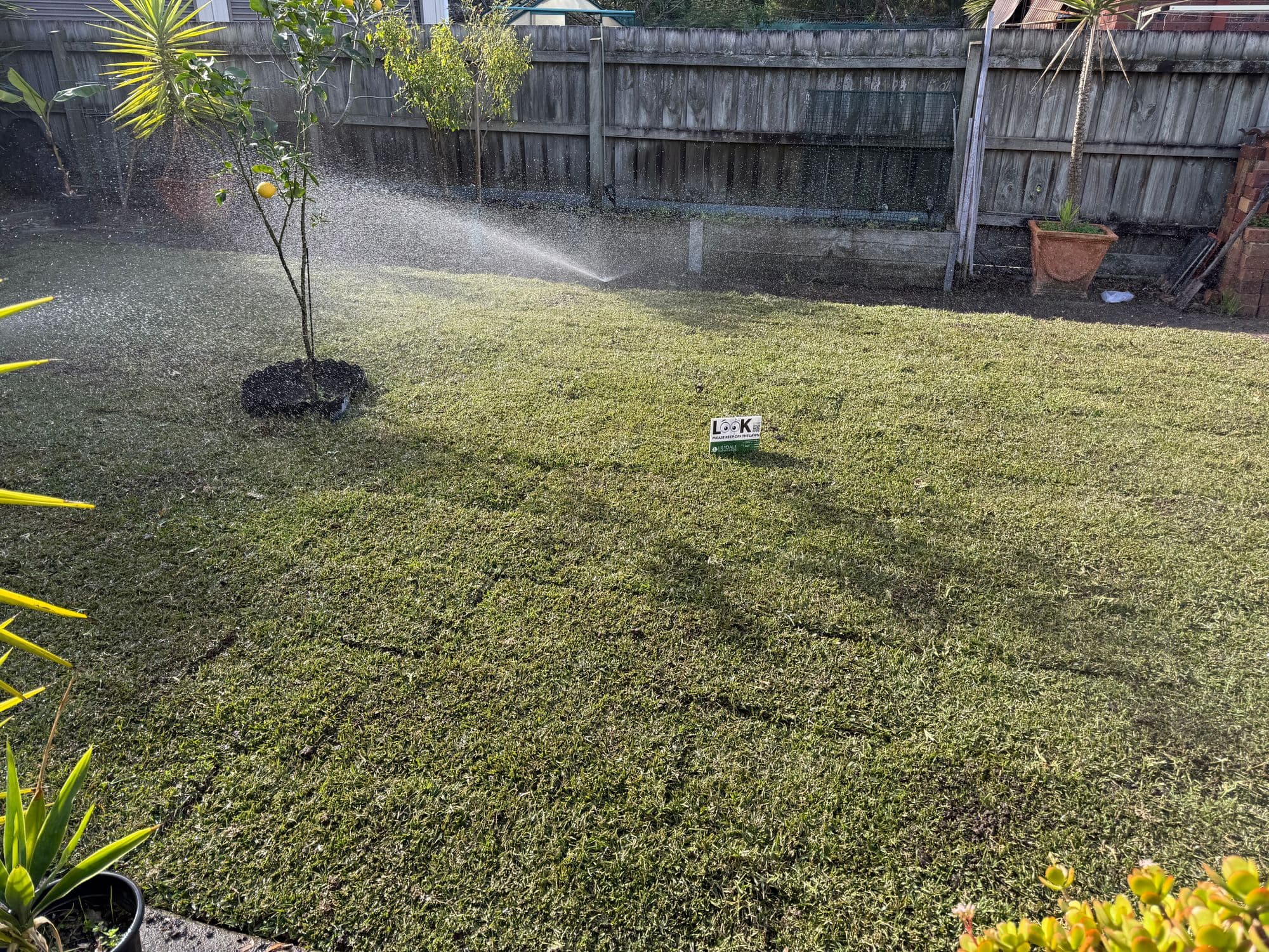 Pop-up sprinklers watering a newly laid lawn in a backyard